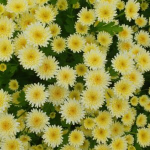 Feverfew 'Orinocco'