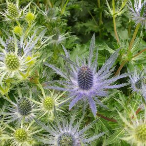 Eringium 'Blue Lagoon' per stem