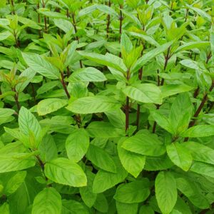 Chocolate Mint