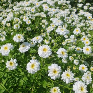 Feverfew 'Tetra White'