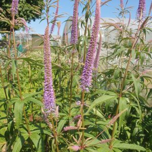 Veronicastrum - purple per stem