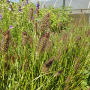 Pennisetum 'Red Buttons'