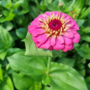 Zinnia - Oklahoma Pink