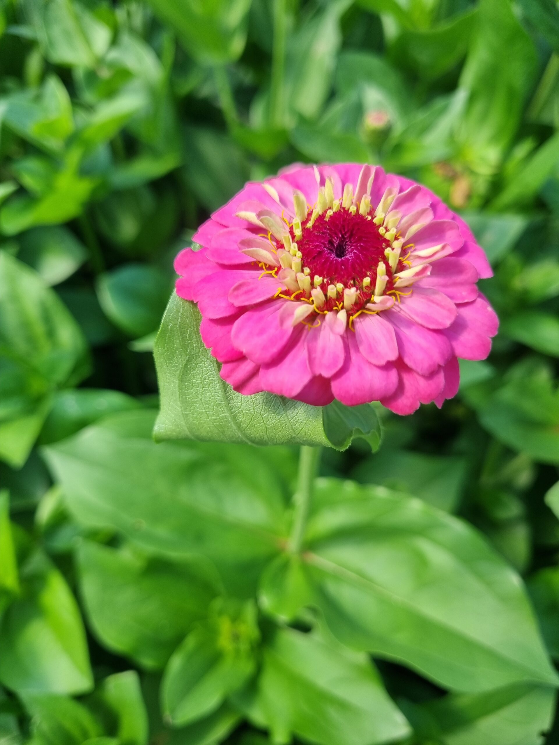 Zinnia - Oklahoma Pink