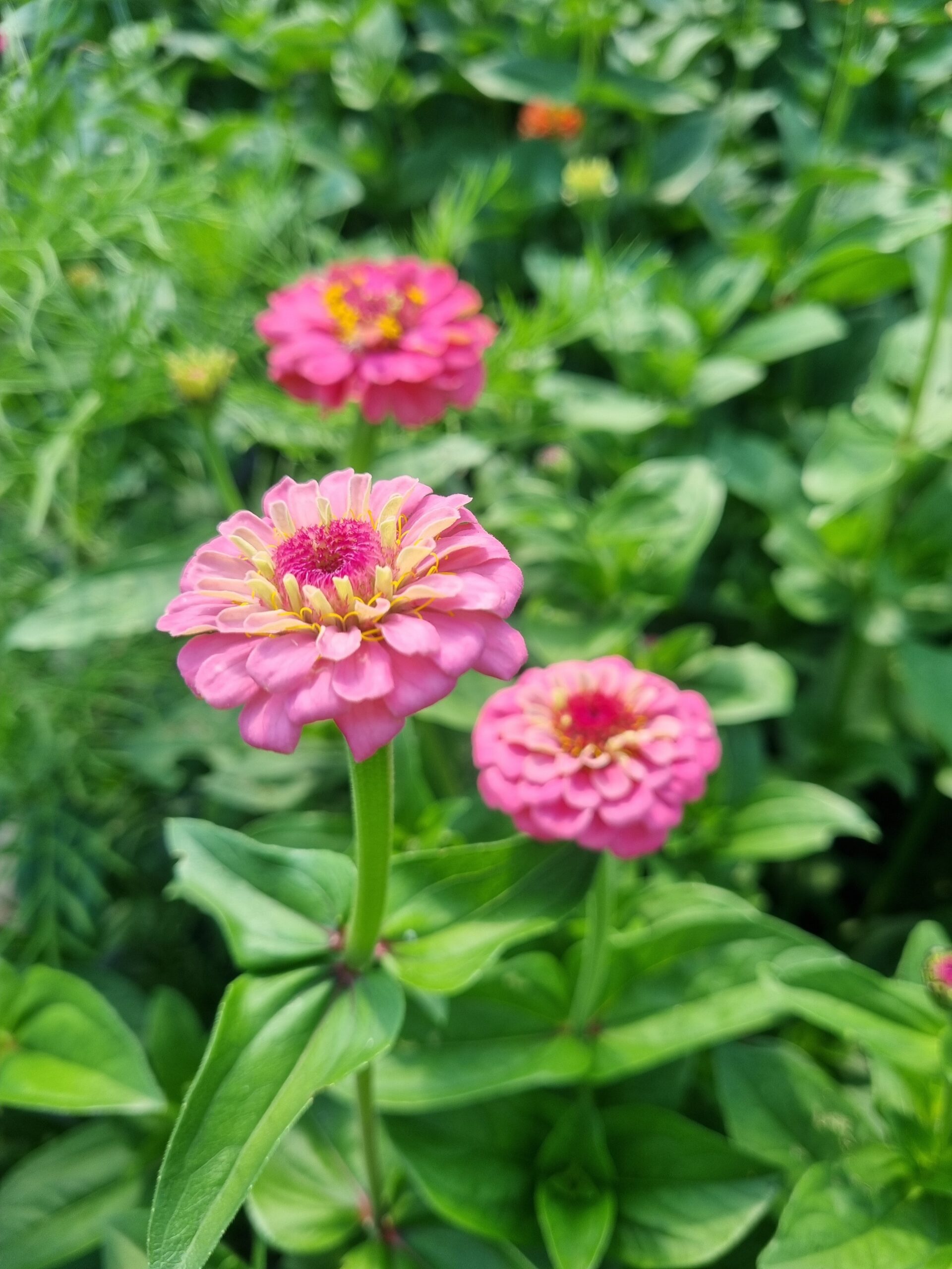 Zinnia - Oklahoma Pink - Image 2