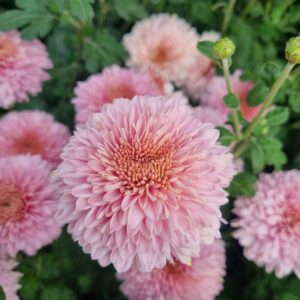 Gompie Pink - Spray Chrysanthemum