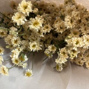 Feverfew 'Tetra White' DRIED