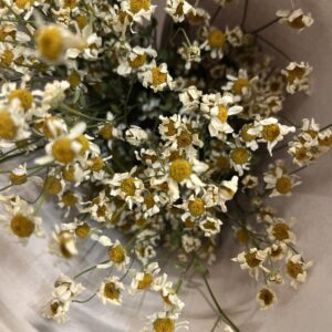 Feverfew 'Cameron' DRIED